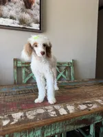 Akc Clear 🧬 Tested Chocolate Phantom Parti 🩷, a female Poodle - Miniature  for sale in Campbell, TX – 3 of 10