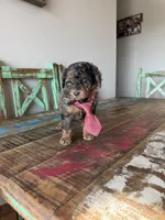 Akc Clear 🧬 Tested Blue Merle Phantom 💙, a male Poodle - Miniature  for sale in Campbell, TX – 3 of 10