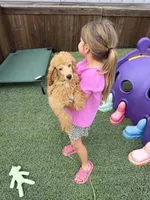 Akc Clear 🧬 At/At Ky/Ky b/b e/e Oliver, a male Poodle - Miniature  for sale in Campbell, TX – 4 of 10