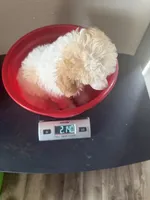 Akc Clear 🧬 Tested Chocolate Phantom Parti 🩷, a female Poodle - Toy  for sale in Campbell, TX – 8 of 10