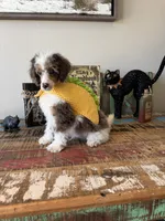 Akc Clear 🧬 Tested Blue Merle Phantom Parti- Carries Brown, a male Poodle - Miniature  for sale in Campbell, TX – 3 of 10