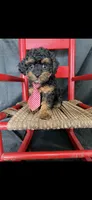 Akc Tiny Black Phantom Boy 💙, a male Poodle - Toy  for sale in Campbell, TX – 3 of 10
