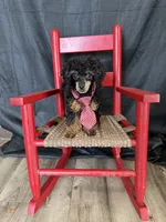 Akc Tiny Black Phantom Boy 💙, a male Poodle - Toy  for sale in Campbell, TX – 3 of 10