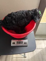 Akc Clear 🧬 Tested Black Phantom Girl, a female Poodle - Miniature  for sale in Campbell, TX – 10 of 10