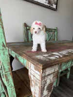 Akc Clear 🧬 Tested Chocolate Phantom Parti 🩷, a female Poodle - Miniature  for sale in Campbell, TX – 9 of 10