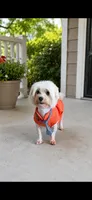 Akc Jax, a male Maltese for sale in Campbell, TX – 3 of 4