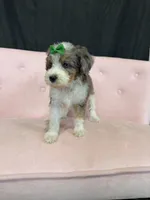 Akc Clear 🧬 Tested Blue Merle Phantom Parti 🩷, a female Poodle - Miniature  for sale in Campbell, TX – 3 of 10