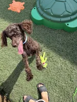 Akc Clear Chocolate Phantom Animal Genetics tested , a male Poodle - Miniature  for sale in Campbell, TX – 7 of 9