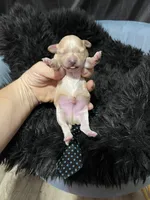 Maltipoo Boy 💙, a male Maltipoo for sale in Campbell, TX – 6 of 7