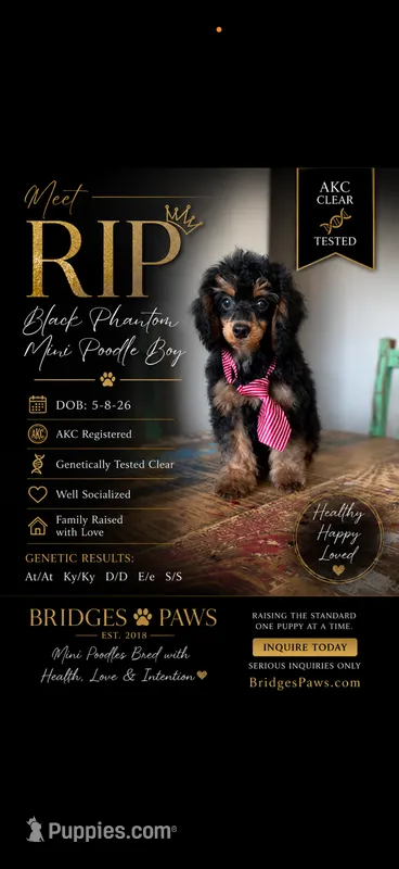 Akc 🧬 Tested Clear Black Phantom Boy 💙 – Poodle - Miniature  puppy for sale in Campbell, TX