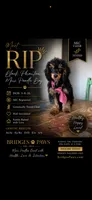Akc 🧬 Tested Clear Black Phantom Boy 💙, a male Poodle - Miniature  for sale in Campbell, TX – 1 of 10