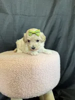 Barbies only Maltipoo Girl! Green Bow 💚, a female Maltipoo for sale in Campbell, TX – 9 of 9