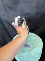 Akc Clear 🧬 tested Blue Merle Phantom Parti Girl Purple Bow, a female Poodle - Miniature  for sale in Campbell, TX – 2 of 10