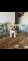 Merle with 2 Blue eyes Pickle, a female Yorkshire Terrier for sale in Campbell, TX – 2 of 10