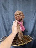 Akc Clear Red Toy Poodle Boy 💙 Brown Based, a male Poodle - Toy  for sale in Campbell, TX – 7 of 10