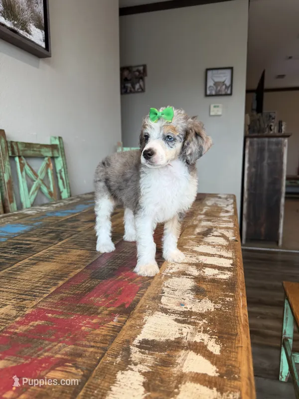 Akc Clear 🧬 Tested Blue Merle Phantom Parti with Blue eye – Poodle - Miniature  puppy for sale in Campbell, TX