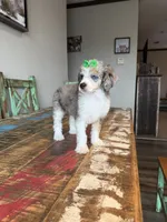Akc Clear 🧬 Tested Blue Merle Phantom Parti with Blue eye, a female Poodle - Miniature  for sale in Campbell, TX – 1 of 10