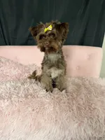 KB Chocolate Yorkie 🩷, a female Yorkshire Terrier for sale in Campbell, TX – 5 of 10