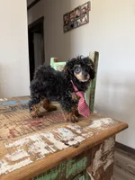 Akc Tiny Black Phantom Boy 💙, a male Poodle - Toy  for sale in Campbell, TX – 1 of 10