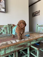 Akc Clear 🧬 Tested Red Poodle Boy 💙 bb, a male Poodle - Toy  for sale in Campbell, TX – 4 of 10