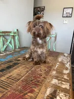 KB Chocolate Yorkie Girl Cocobean, a female Yorkshire Terrier for sale in Campbell, TX – 1 of 10