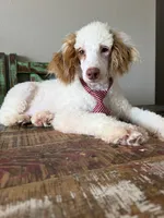 Akc Clear Red bb hidden Merle Parti Boy, a male Poodle - Miniature  for sale in Campbell, TX – 2 of 10