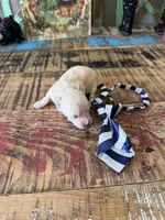 Cali’s Apricot Maltipoo! Blue & White Tie, a male Maltipoo for sale in Campbell, TX – 7 of 10