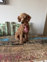 Akc 🧬 Clear Bred the Color Red Bentley 💙, a male Poodle - Miniature  for sale in Campbell, TX – 7 of 10