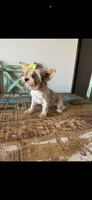 Merle with 2 Blue eyes Pickle, a female Yorkshire Terrier for sale in Campbell, TX – 9 of 10