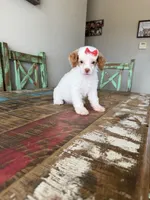 Akc Clear 🧬 Tested Chocolate Phantom Parti Girl 🩷, a female Poodle - Miniature  for sale in Campbell, TX – 7 of 10
