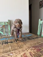 Akc Clear 🧬 Tested Chocolate Merle Phantom 💙, a male Poodle - Miniature  for sale in Campbell, TX – 2 of 10