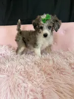 Akc Clear 🧬 Blue Merle Phantom Parti 🩷, a female Poodle - Miniature  for sale in Campbell, TX – 2 of 10