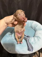 Akc Clear Chocolate Merle Phantom Blue Tie, a male Poodle - Miniature  for sale in Campbell, TX – 5 of 10