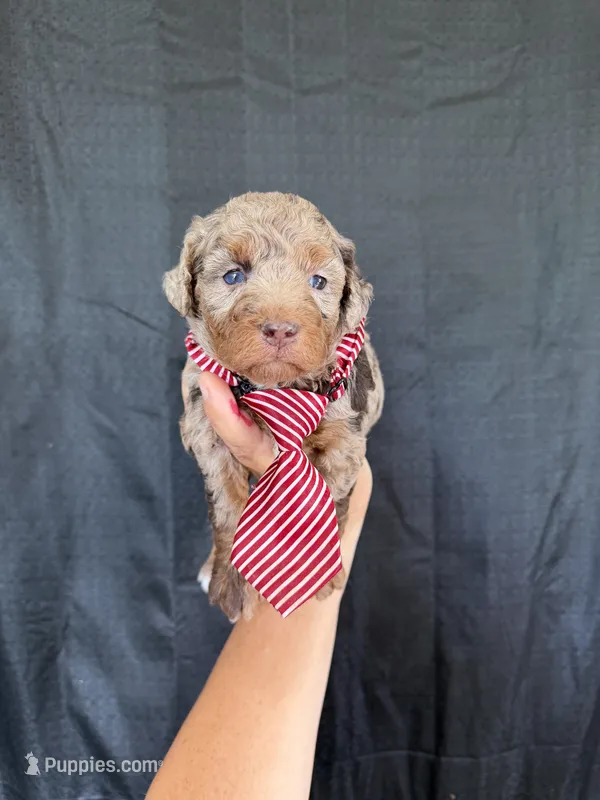 Akc Clear Chocolate Merle Phantom Red Tie – Poodle - Miniature  puppy for sale in Campbell, TX