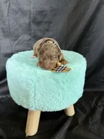 Akc Clear Chocolate Merle Phantom White Tie, a male Poodle - Miniature  for sale in Campbell, TX – 2 of 6