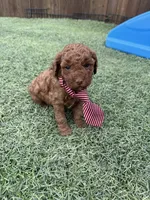 Akc 🧬 Clear Bred the Color Red Boy 💙, a male Poodle - Toy  for sale in Campbell, TX – 4 of 10
