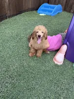 Akc Clear 🧬 Red b/b Phantom Small Moyen, a male Poodle - Standard  for sale in Campbell, TX – 8 of 10