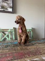 Akc 🧬 Clear Bred the Color Red Bentley 💙, a male Poodle - Miniature  for sale in Campbell, TX – 4 of 10