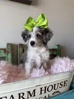 Akc Clear 🧬 Tested Blue Merle Phantom Parti 🩷, a female Poodle - Miniature  for sale in Campbell, TX – 2 of 10