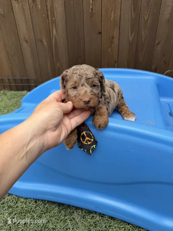 Akc Clear Chocolate Merle Phantom Black Tie – Poodle - Miniature  puppy for sale in Campbell, TX