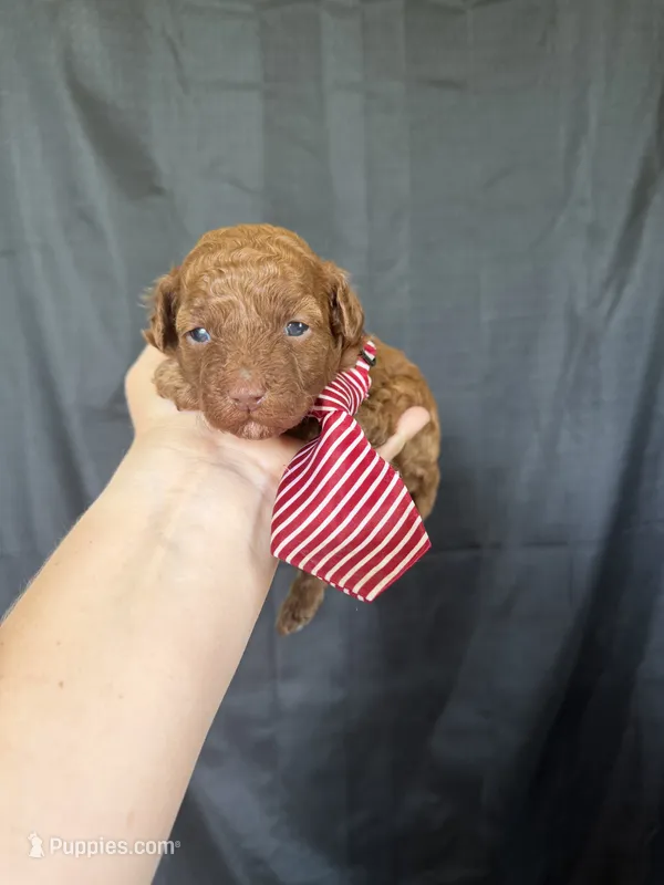 Akc 🧬 Clear Red bb Boy 💙 – Poodle - Toy  puppy for sale in Campbell, TX