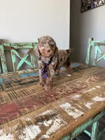 Akc Clear 🧬 Tested Chocolate Merle Phantom 💙, a male Poodle - Miniature  for sale in Campbell, TX – 5 of 10