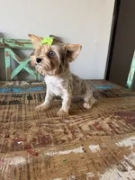 Merle Girl Pickle, a female Yorkshire Terrier for sale in Campbell, TX – 6 of 10