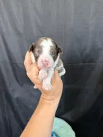 Akc Clear 🧬 tested Blue Merle Phantom Parti Boy Blue Tie, a male Poodle - Miniature  for sale in Campbell, TX – 7 of 10