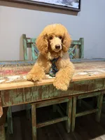 Akc Clear 🧬 At/At Ky/Ky b/b e/e N/S Small Moyen, a male Poodle - Standard  for sale in Campbell, TX – 4 of 5
