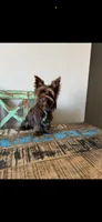 KB Chocolate Boy Rocky, a male Yorkshire Terrier for sale in Campbell, TX – 2 of 9