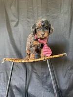 Akc Clear 🧬 Tested Blue Merle Phantom 💙, a male Poodle - Miniature  for sale in Campbell, TX – 8 of 10