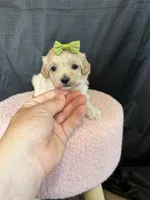 Barbies only Maltipoo Girl! Green Bow 💚, a female Maltipoo for sale in Campbell, TX – 7 of 9
