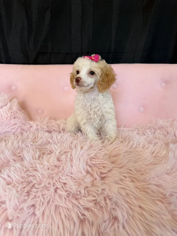 Akc Clear 🧬 Tested Chocolate Phantom Parti 🩷 – Poodle - Miniature  puppy for sale in Campbell, TX