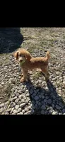 Akc Clear 🧬 Tested Red Phantom bb 💙- Small Moyen, a male Poodle - Standard  for sale in Campbell, TX – 10 of 10